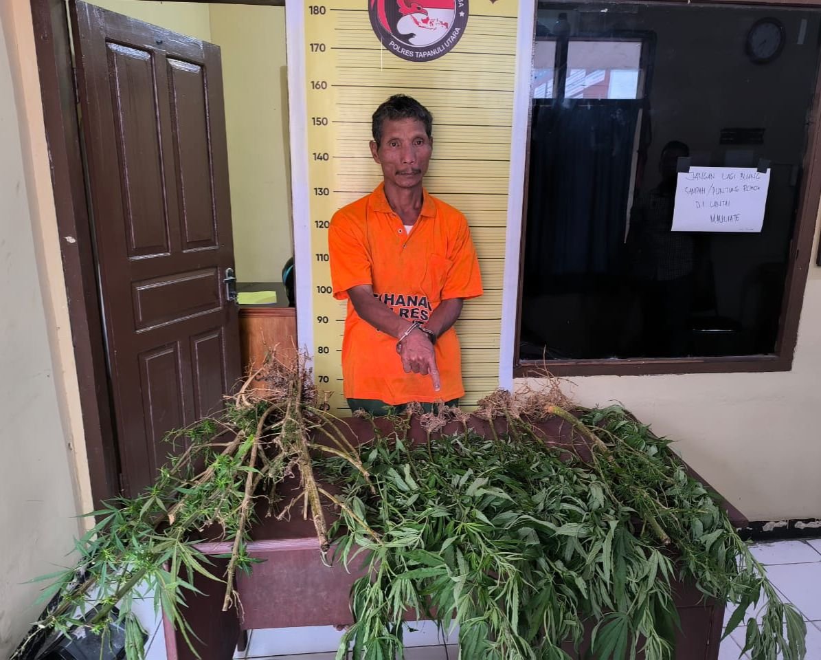 Polres Taput Tangkap Pemilik 15 Batang Pohon Ganja