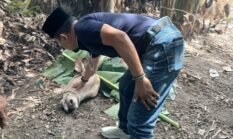 Calon Kades Pasar VI Kualanamu No.2 Adi Lesmono Qurban Lembu Dihari Raya Idul Adha
